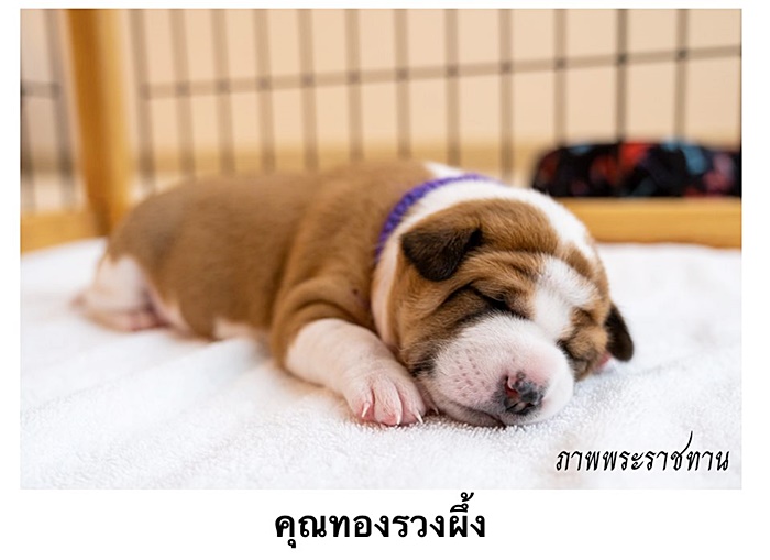 สุนัขหลวง