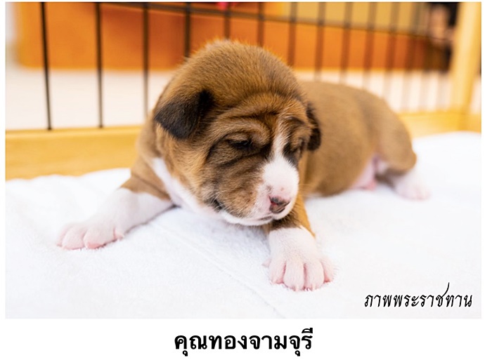 สุนัขหลวง