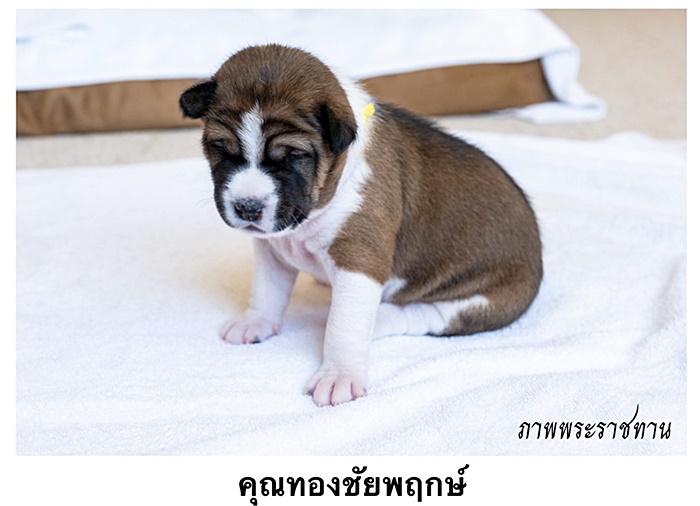 สุนัขหลวง