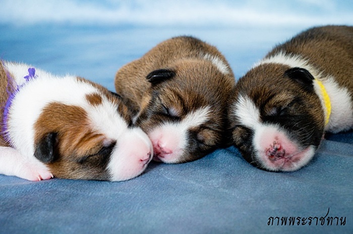 สุนัขหลวง