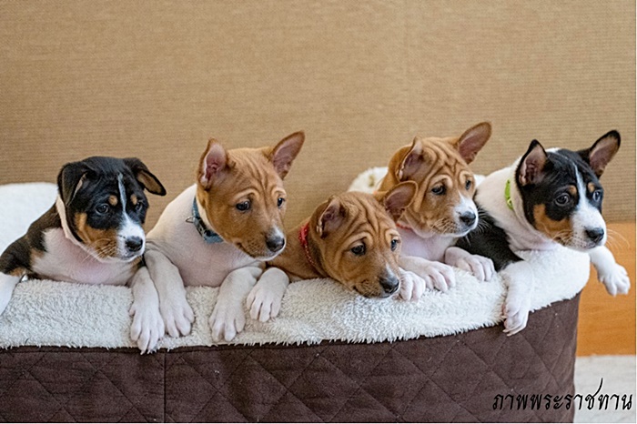 สุนัขหลวง