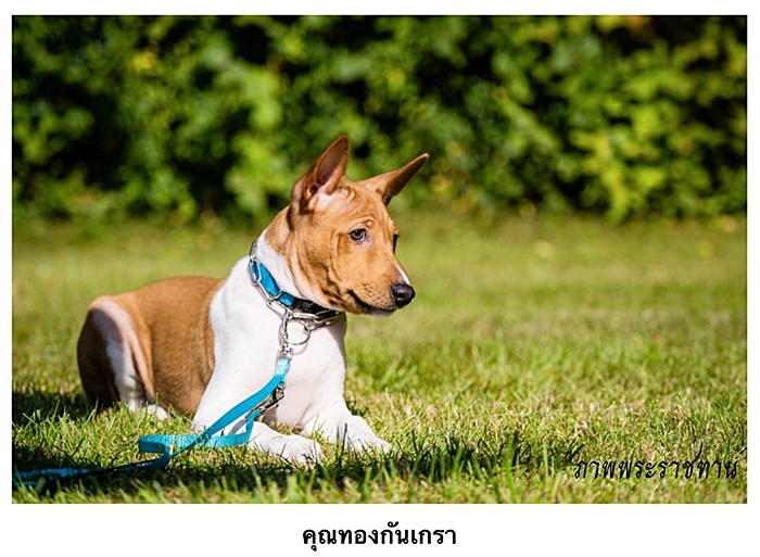 สุนัขหลวง