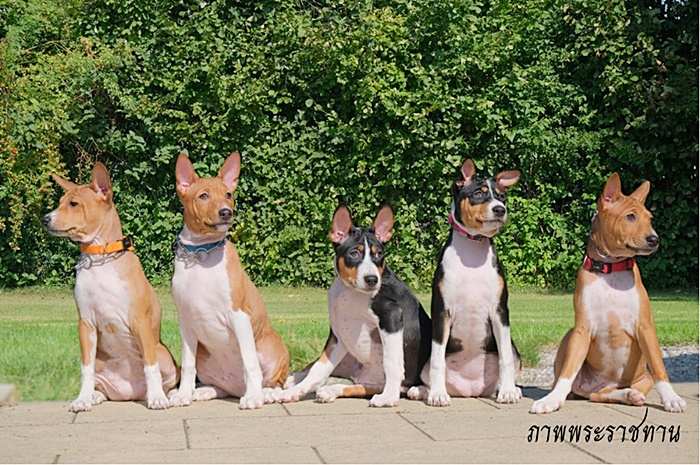 สุนัขหลวง