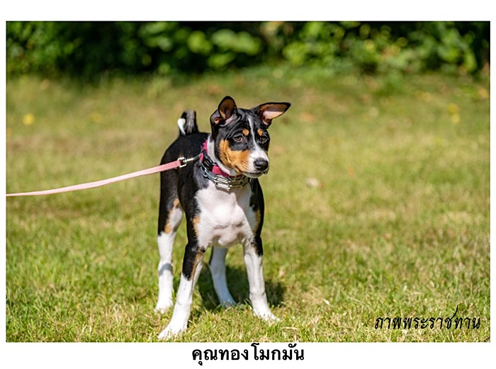 สุนัขหลวง