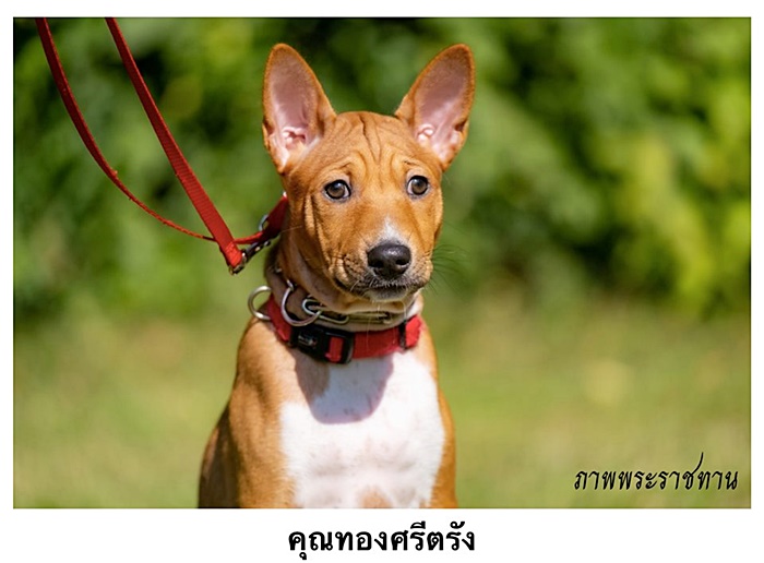 สุนัขหลวง