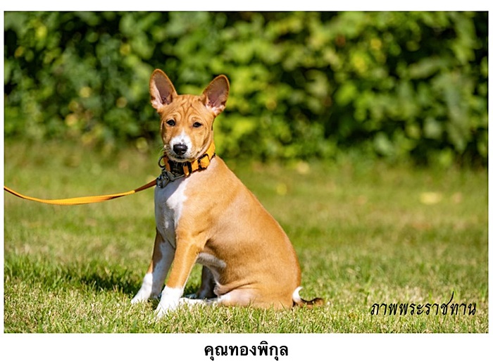 สุนัขหลวง
