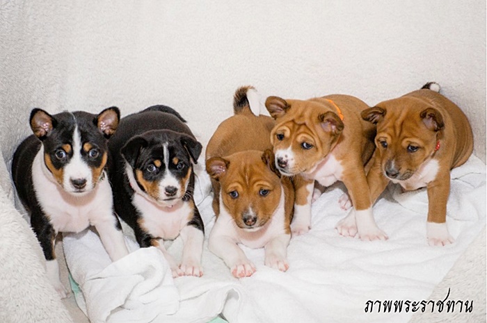 สุนัขหลวง