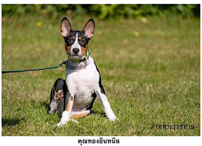 สุนัขหลวง