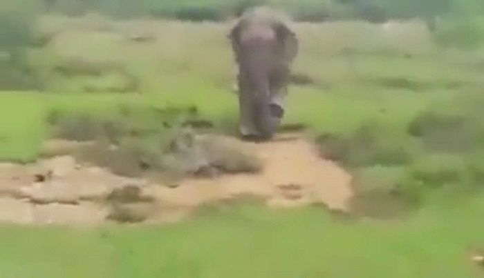 ช้างเหยียบคนตาย