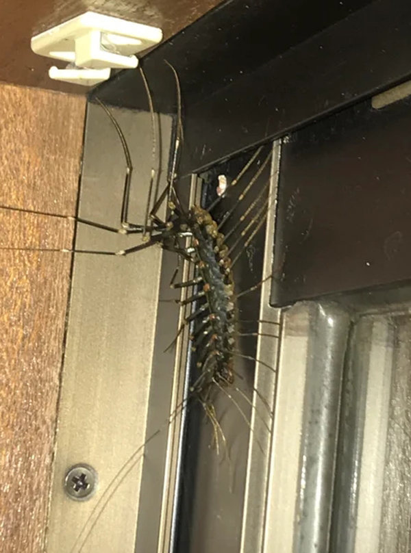 หนุ่มเจอตัวประหลาดไซซ์ยักษ์ไต่รอบห้อง