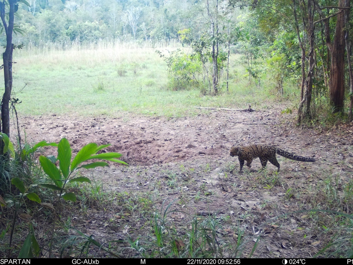 สัตว์ป่าสงวนใกล้สูญพันธุ์