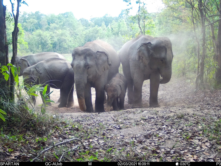 สัตว์ป่าสงวนใกล้สูญพันธุ์