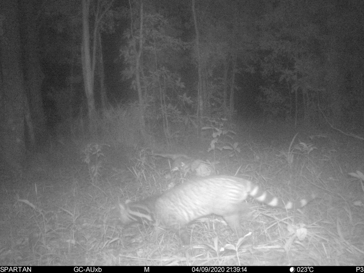 สัตว์ป่าสงวนใกล้สูญพันธุ์