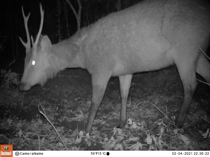 สัตว์ป่าสงวนใกล้สูญพันธุ์