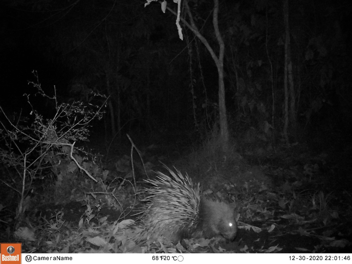 สัตว์ป่าสงวนใกล้สูญพันธุ์