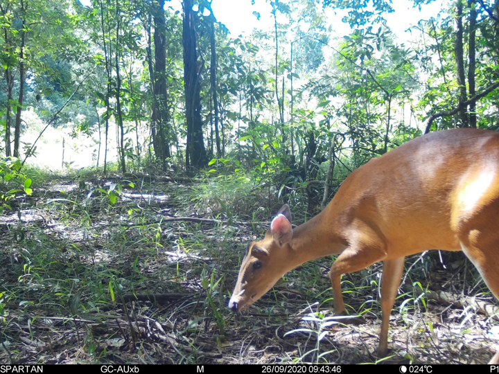 สัตว์ป่าสงวนใกล้สูญพันธุ์