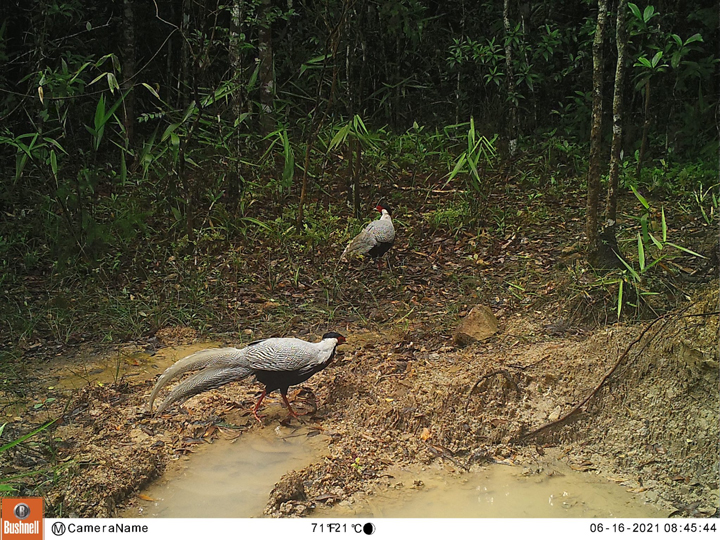 สัตว์ป่าสงวนใกล้สูญพันธุ์
