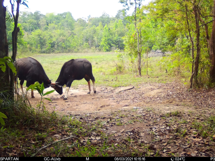 สัตว์ป่าสงวนใกล้สูญพันธุ์