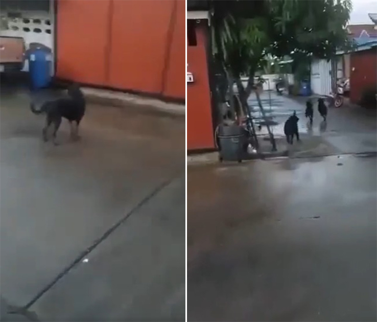 ร็อตไวเลอร์รุมกัดคนอีกแล้ว