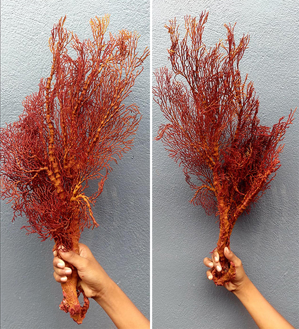 หนุ่มโพสต์ขายกัลปังหาสัตว์ป่าคุ้มครองทำคนรักทะเลใจสลาย