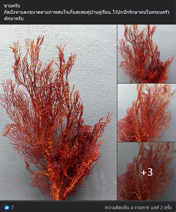 หนุ่มโพสต์ขายกัลปังหาสัตว์ป่าคุ้มครองทำคนรักทะเลใจสลาย