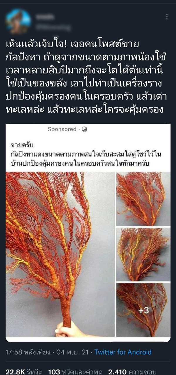 หนุ่มโพสต์ขายกัลปังหาสัตว์ป่าคุ้มครองทำคนรักทะเลใจสลาย