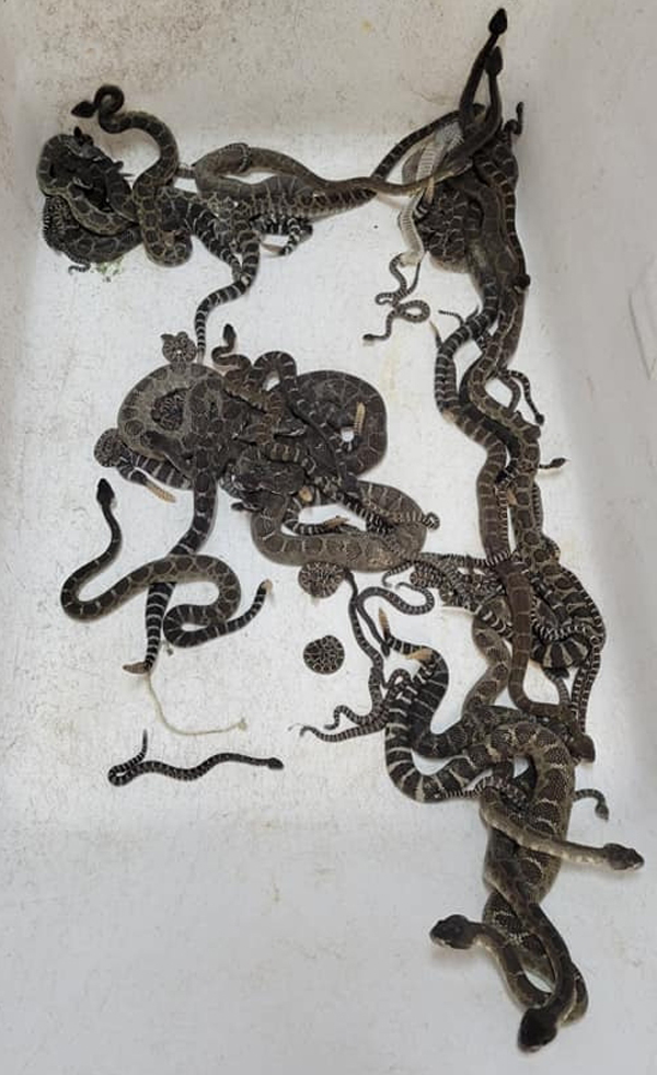 สาวเจอรังงูหางกระดิ่งที่บ้านกว่าสองร้อยตัว