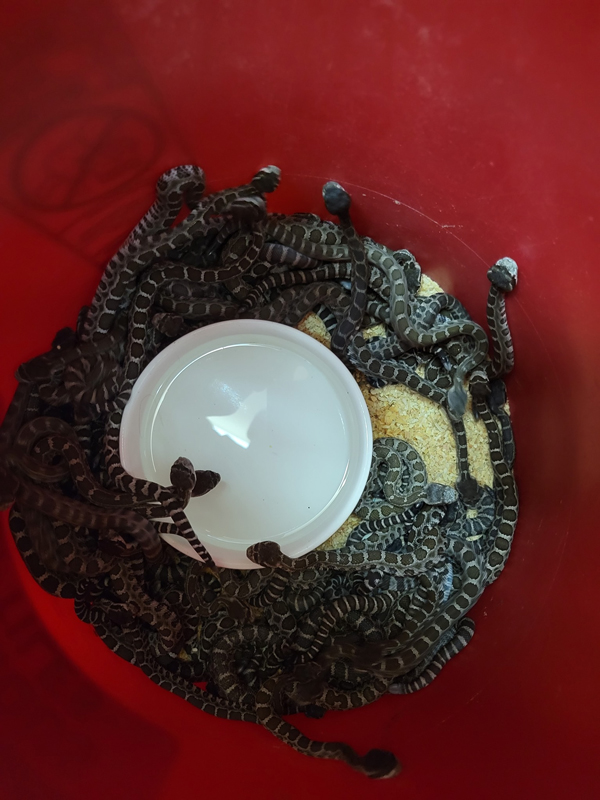 สาวเจอรังงูหางกระดิ่งที่บ้านกว่าสองร้อยตัว