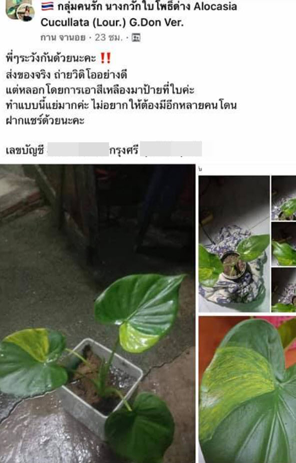  หนุ่มซื้อไม้ด่างโดนย้อมแมวด้วยสีน้ำมัน
