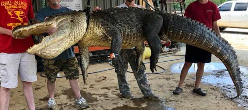 จับจระเข้ยักษ์หนักกว่า300กิโล
