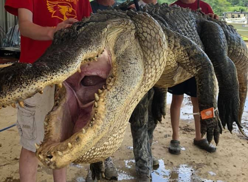 จับจระเข้ยักษ์หนักกว่า300กิโล