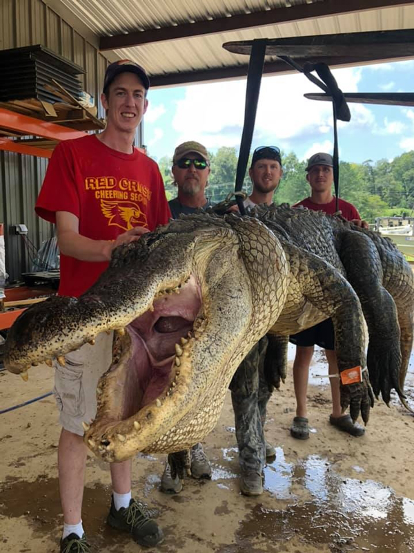 จับจระเข้ยักษ์หนักกว่า300กิโล