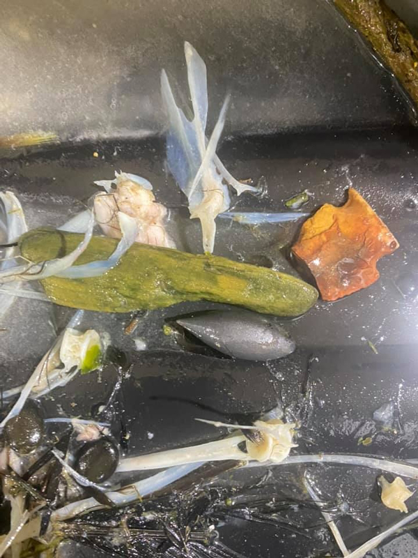 จับจระเข้ยักษ์หนักกว่า300กิโล