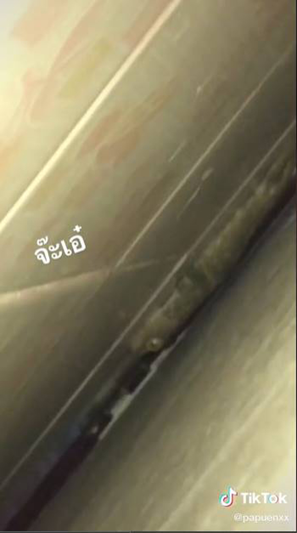 ลูกสาวจับตุ๊กแกด้วยมือเปล่าขนาดพ่อยังไม่กล้า