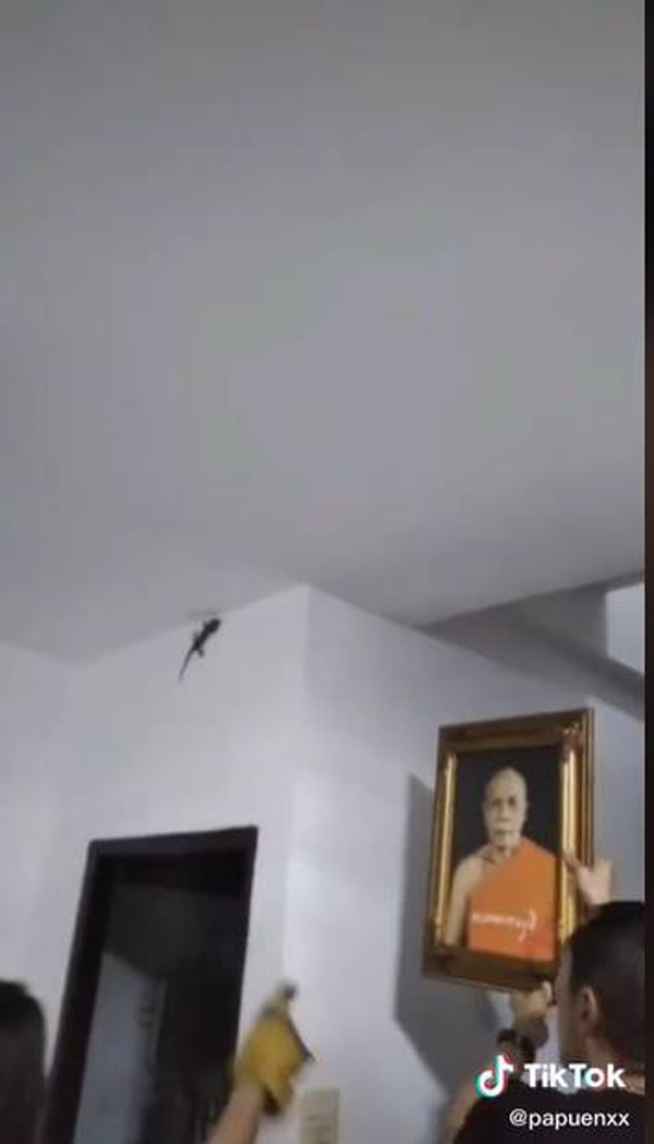 ลูกสาวจับตุ๊กแกด้วยมือเปล่าขนาดพ่อยังไม่กล้า