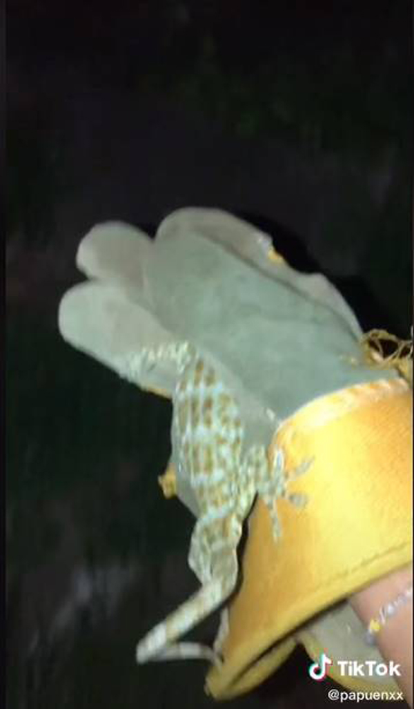 ลูกสาวจับตุ๊กแกด้วยมือเปล่าขนาดพ่อยังไม่กล้า