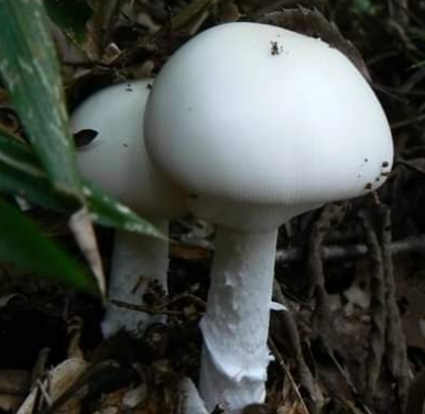 เก็บเห็ดป่ามากิน