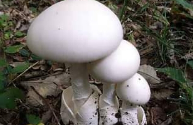 เก็บเห็ดป่ามากิน