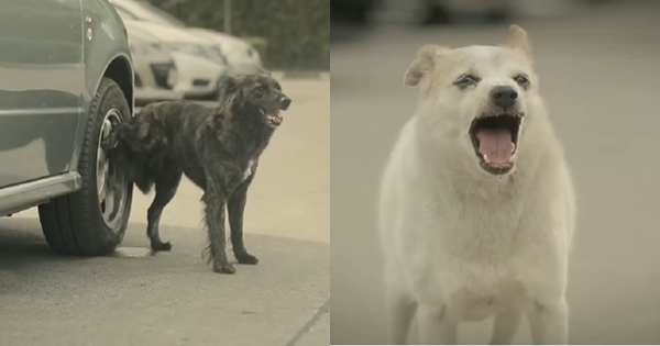 เมื่อชายคนหนึ่งให้ลูกชิ้นกับน้องหมา ผลตอบแทนมันช่างแสนน่ารัก