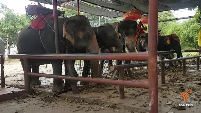 ปางช้าง