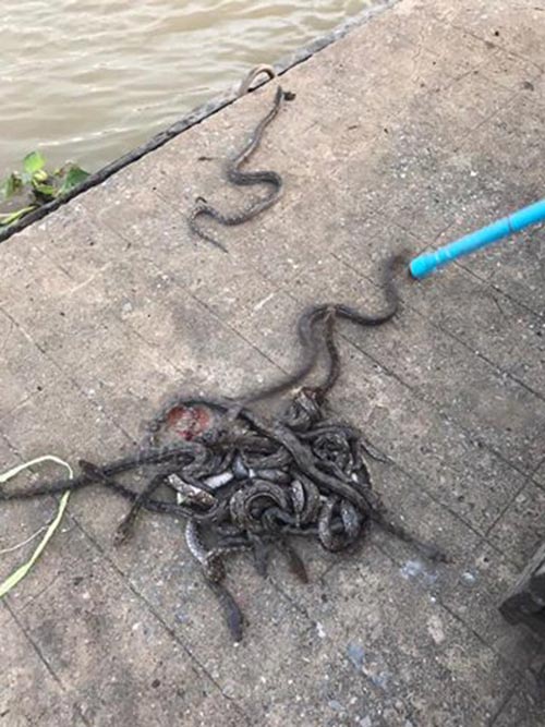 งูเข้าบ้าน