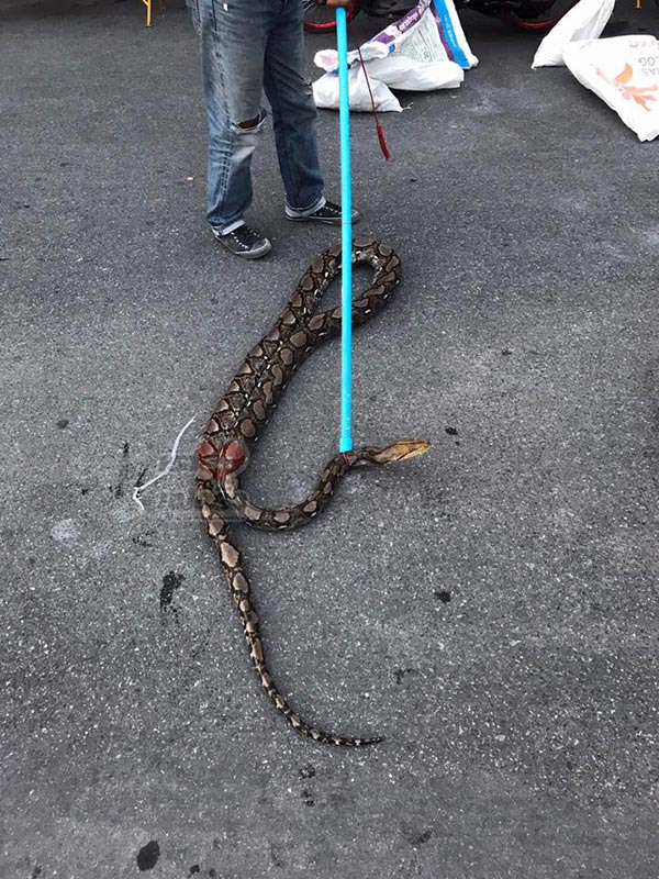 งูเข้าบ้าน