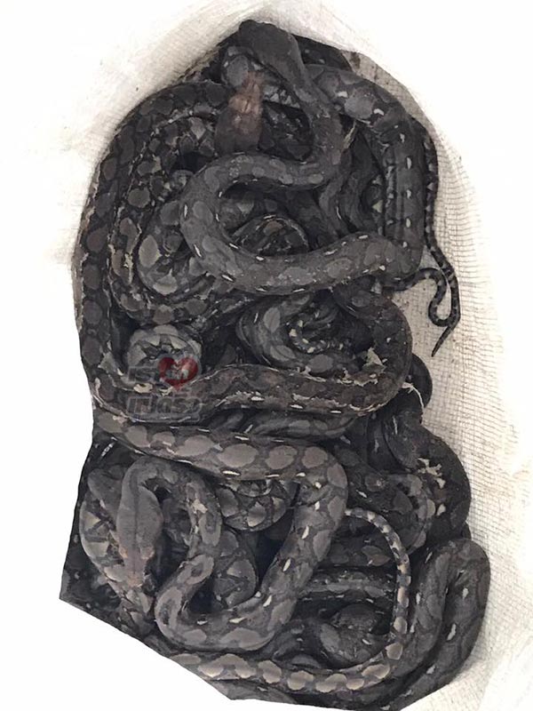 งูเข้าบ้าน