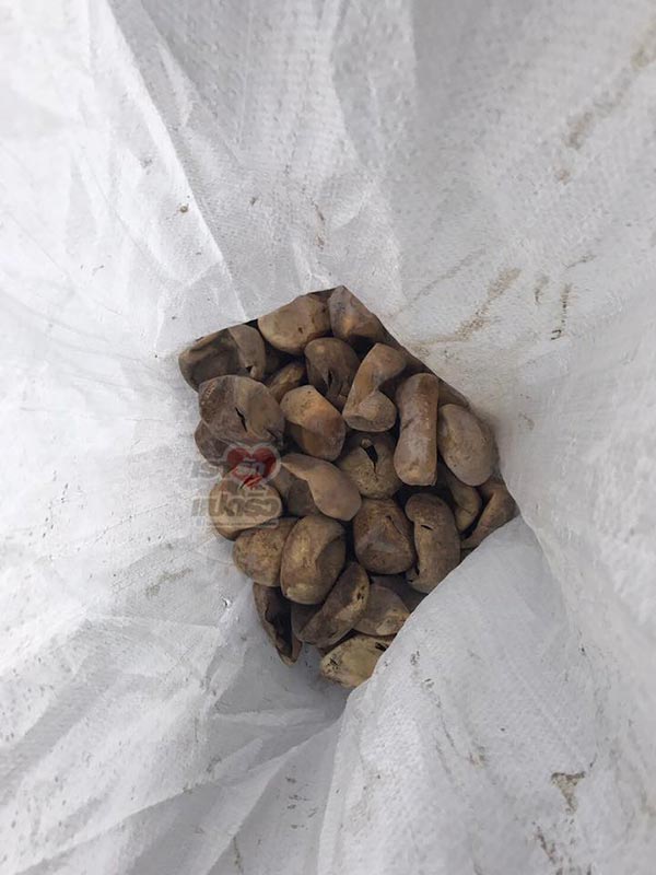 งูเข้าบ้าน