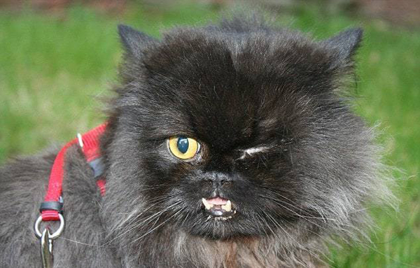 เจ้าแฟง อดีตเหมียวโชคร้ายแต่ได้คนช่วยไว้ ตอนนี้กลายเป็นแมวแวมไพร์ตาเดียวสุดเท่ 