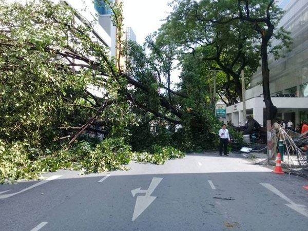 เสาไฟฟ้าล้มทับคน