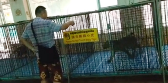 ถีบลูกเสือขณะป้อนนม