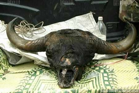 พรานป่ายิงกระทิงดับ 2 คาเขตรักษาพันธุ์สัตว์ป่า