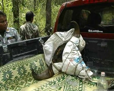 พรานป่ายิงกระทิงดับ 2 คาเขตรักษาพันธุ์สัตว์ป่า