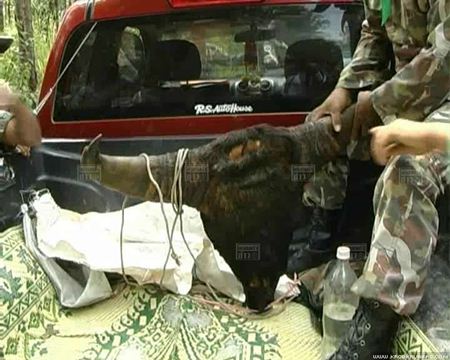 พรานป่ายิงกระทิงดับ 2 คาเขตรักษาพันธุ์สัตว์ป่า